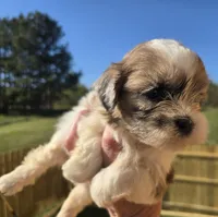 Sweety, a female Shihpoo for sale in Boydton, VA – Photo 2 of 3