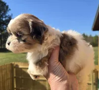 Sweety, a female Shihpoo for sale in Boydton, VA – Photo 1 of 3