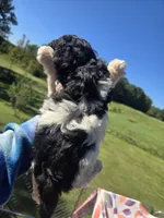 Candys baby, a male Poodle - Toy  for sale in Boydton, VA – 3 of 3