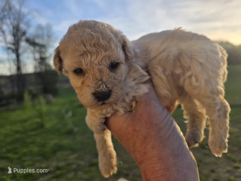 Champagne  – Poodle - Toy  puppy for sale in Boydton, VA