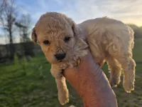Champagne , a female Poodle - Toy  for sale in Boydton, VA – Photo 1 of 3