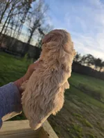 Champagne , a female Poodle - Toy  for sale in Boydton, VA – Photo 3 of 3