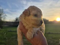 Champagne , a female Poodle - Toy  for sale in Boydton, VA – Photo 2 of 3