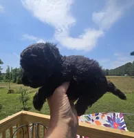 Beauty , a female Poodle - Toy  for sale in Boydton, VA – 4 of 4