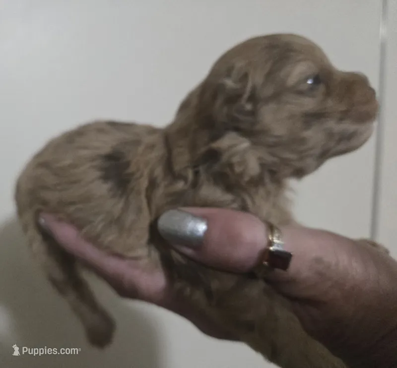 Sweety – Shihpoo puppy for sale in Boydton, VA