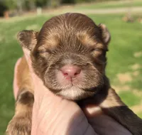 Boo, a male Shihpoo for sale in Boydton, VA – Photo 1 of 3