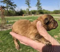 Boo, a male Shihpoo for sale in Boydton, VA – Photo 2 of 3