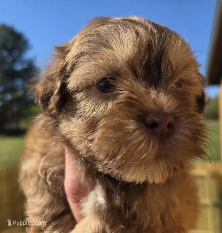 Boo – Shihpoo puppy for sale in Boydton, VA