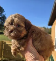 Boo, a male Shihpoo for sale in Boydton, VA – Photo 2 of 3