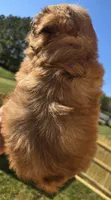Boo, a male Shihpoo for sale in Boydton, VA – Photo 3 of 3