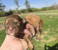 Boo, a male Shihpoo for sale in Boydton, VA – Photo 3 of 3