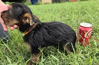 Henry , a male Yorkshire Terrier for sale in Boydton, VA – 2 of 3