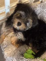 Sugar , a female Morkie for sale in Boydton, VA – 2 of 2