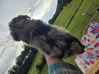 Blue boy, a male Yorkshire Terrier for sale in Boydton, VA – 4 of 5