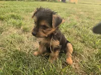 Angel , a female Yorkshire Terrier for sale in Boydton, VA – 4 of 4