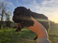 Jerry, a male Poodle - Toy  for sale in Boydton, VA – Photo 2 of 2