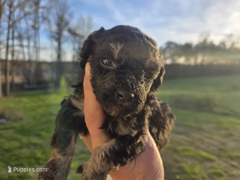 Jerry, a male Poodle - Toy  for sale in Boydton, VA – Photo 1 of 2