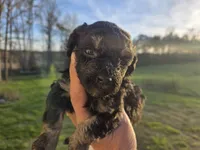 Jerry, a male Poodle - Toy  for sale in Boydton, VA – Photo 1 of 2