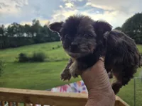 Merle chocolate , a male Yorkshire Terrier for sale in Boydton, VA – 5 of 5