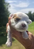Platinum , a male Yorkshire Terrier for sale in Boydton, VA – 4 of 5