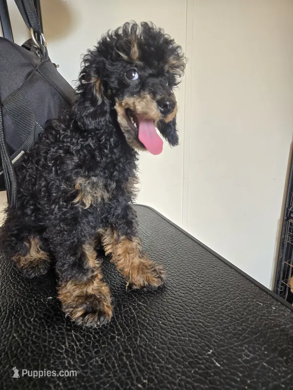Jerry phantom  – Poodle - Miniature  puppy for sale in Boydton, VA