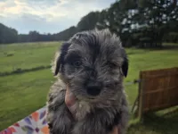 Blue boy, a male Yorkshire Terrier for sale in Boydton, VA – 2 of 5