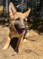 Ruger, a male German Shepherd Dog for sale in Boydton, VA – 1 of 2