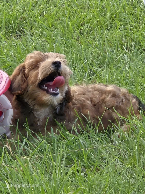 Bob – Yorkipoo puppy for sale in Boydton, VA