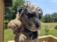 Boo, a male Poodle - Toy  for sale in Boydton, VA – 1 of 3