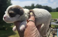 Robert , a male Yorkshire Terrier for sale in Boydton, VA – 2 of 4