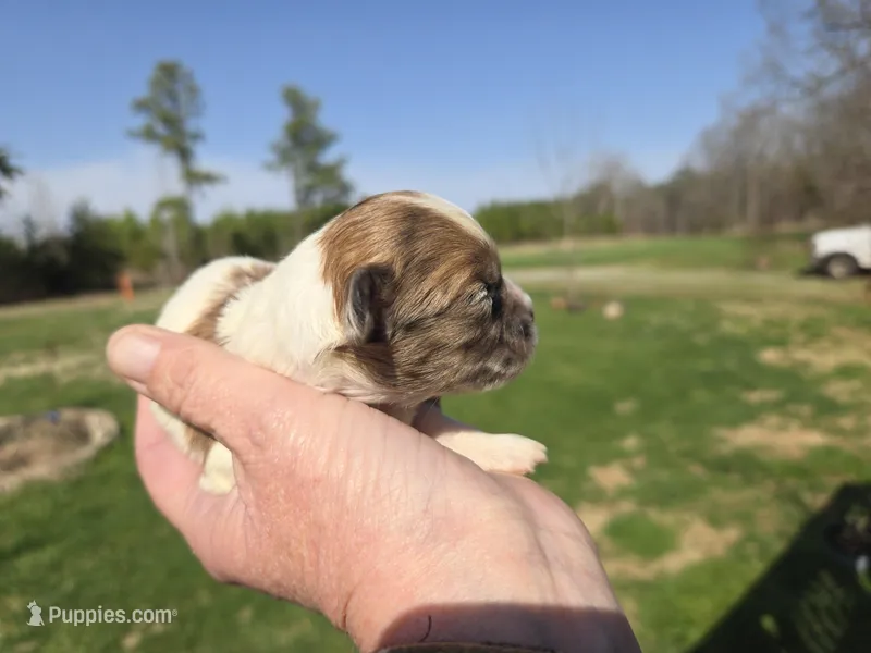 Merle girl  – Shihpoo puppy for sale in Boydton, VA