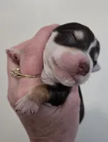 Marten, a male Yorkshire Terrier for sale in Boydton, VA – Photo 4 of 6