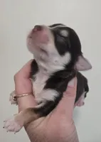 Marten, a male Yorkshire Terrier for sale in Boydton, VA – Photo 1 of 6