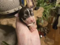 Marten, a male Yorkshire Terrier for sale in Boydton, VA – Photo 2 of 6