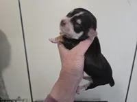 Marten, a male Yorkshire Terrier for sale in Boydton, VA – Photo 6 of 6