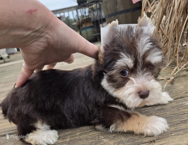 Marten – Yorkshire Terrier puppy for sale in Boydton, VA