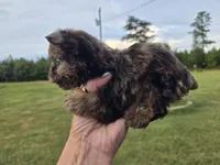Merle chocolate , a male Yorkshire Terrier for sale in Boydton, VA – 3 of 5
