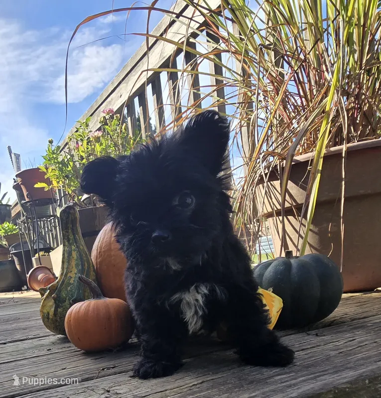 Kb  – Yorkshire Terrier puppy for sale in Boydton, VA