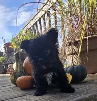 Kb , a male Yorkshire Terrier for sale in Boydton, VA – 1 of 2