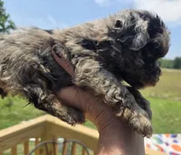 Merle tiny boy, a male Poodle - Toy  for sale in Boydton, VA – 3 of 3