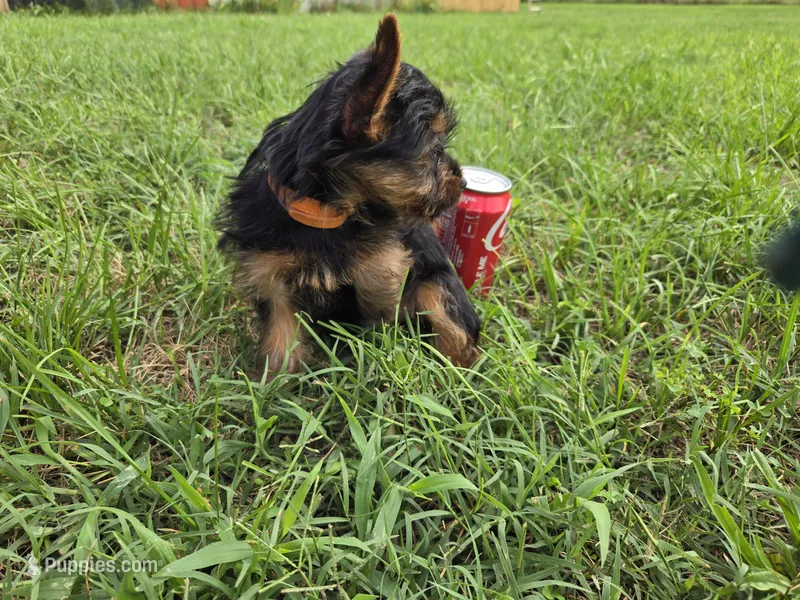 Henry  – Yorkshire Terrier puppy for sale in Boydton, VA