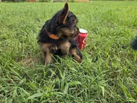 Henry , a male Yorkshire Terrier for sale in Boydton, VA – 1 of 3