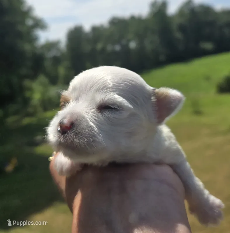 Platinum  – Yorkshire Terrier puppy for sale in Boydton, VA