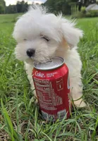 Koda, a male Maltese for sale in Boydton, VA – 5 of 5