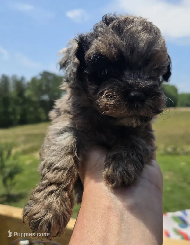 Merle tiny boy – Poodle - Toy  puppy for sale in Boydton, VA