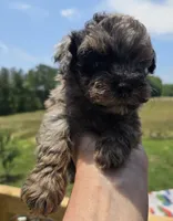 Merle tiny boy, a male Poodle - Toy  for sale in Boydton, VA – 1 of 3