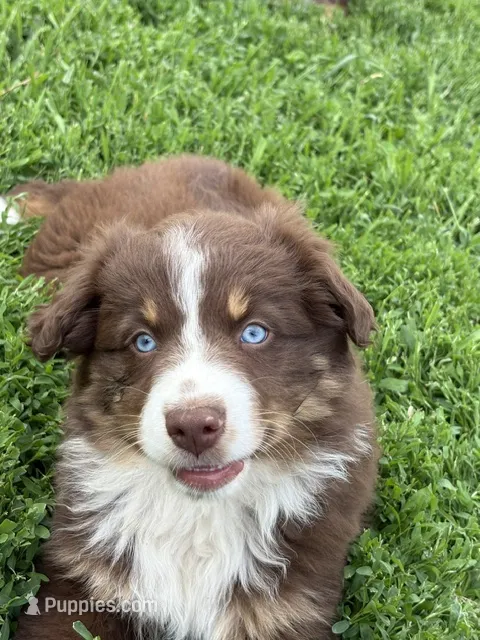Bonnie – Australian Shepherd puppy for sale in Maurice, IA