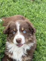Bonnie, a female Australian Shepherd for sale in Maurice, IA – 1 of 8