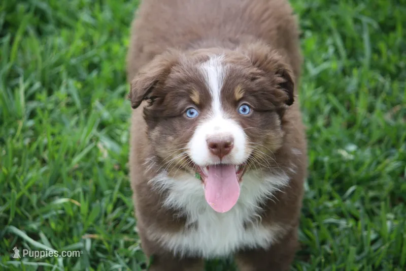 Bonnie – Australian Shepherd puppy for sale in Maurice, IA
