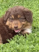 Clyde, a male Australian Shepherd for sale in Maurice, IA – 3 of 8
